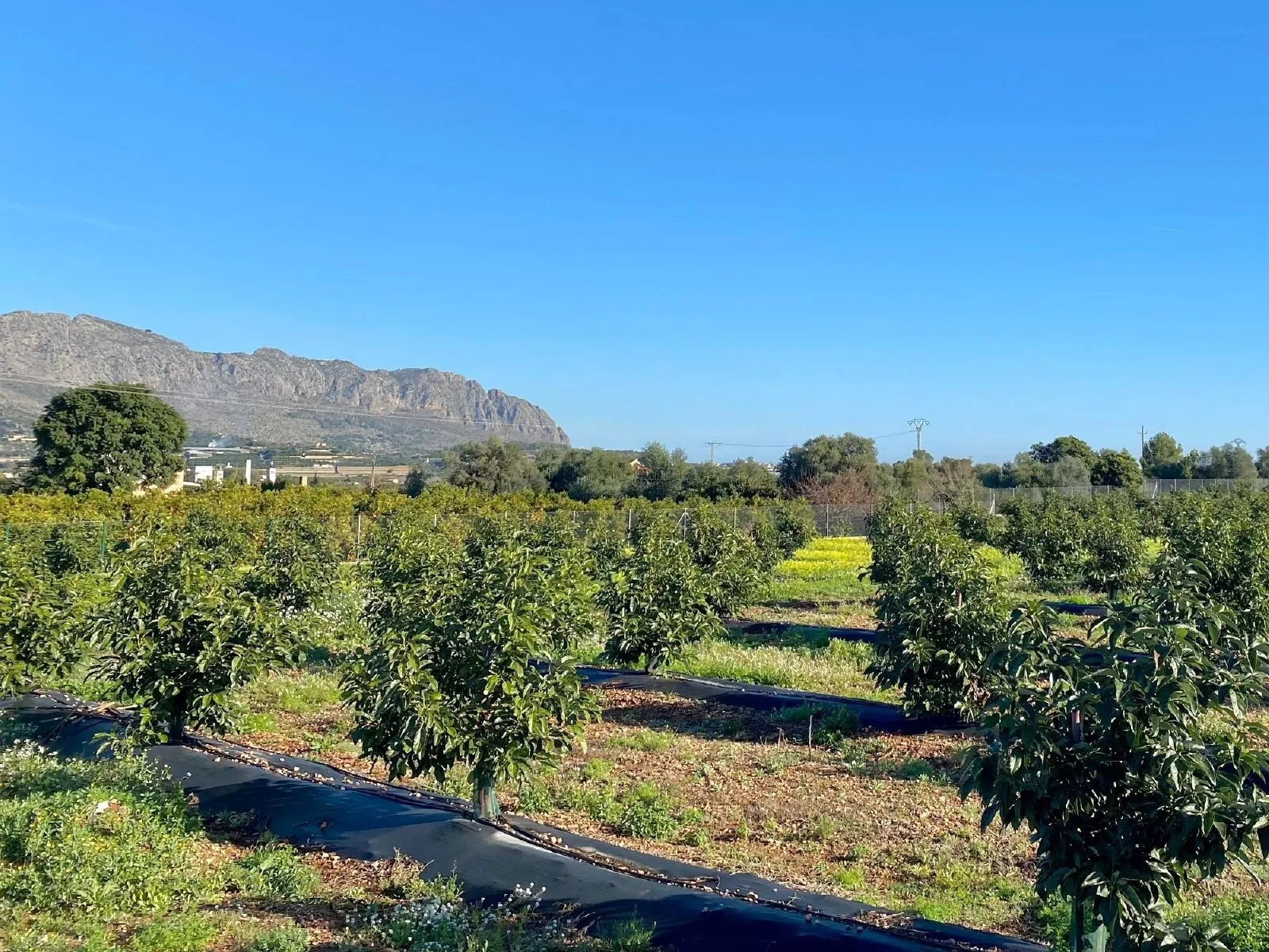 Filas de aguacates jóvenes en la parcela con la montaña al fondo