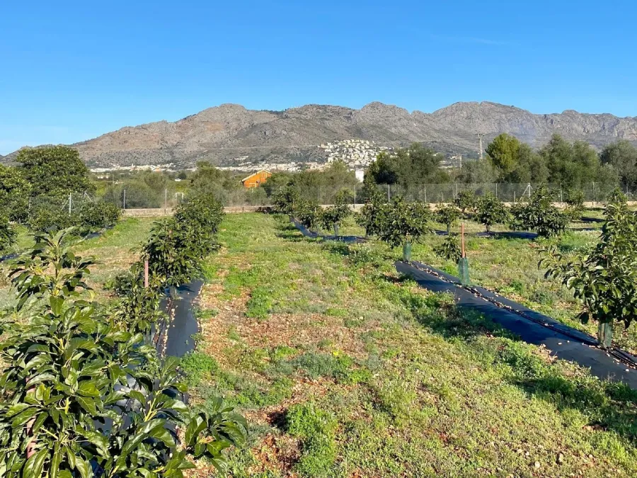 Hileras de aguacates hacia el valle y la montaña
