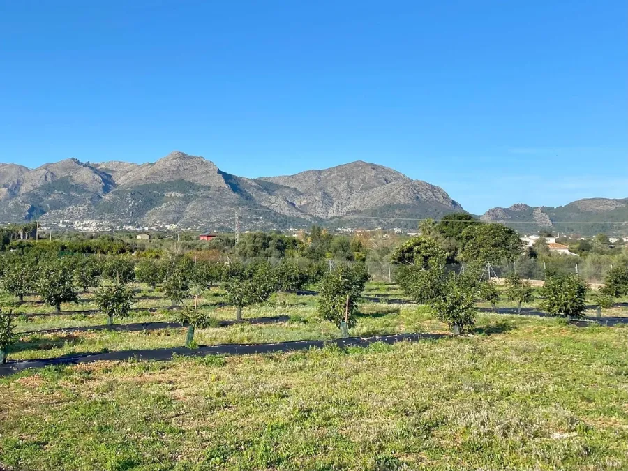 La sierra vista desde la finca, sobre los aguacates